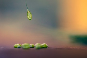 green Wheat on dark wooden board