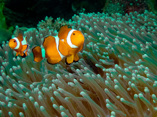 Naklejka na ściany i meble The Common or False Clownfish (Amphiprion ocellaris) in an anemone in El Nido, Palawan
