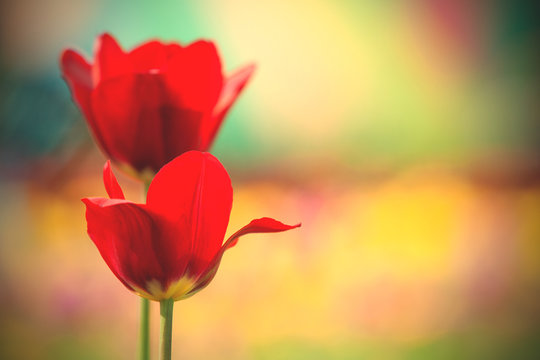 beautiful red tulips in the park
