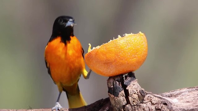 Male Northern Baltimore Oriole (Icterus galbula) eating an orange on a sunny spring day.