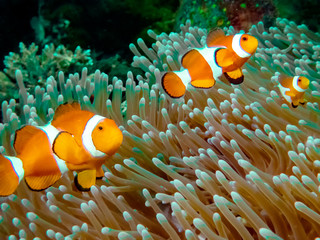 The Common or False Clownfish (Amphiprion ocellaris) in an anemone in El Nido, Palawan