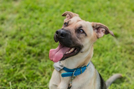 Portrait of happy young beige and black dog with mouth open showing teeth, pink tongue sticking out, sitting on green grass waiting for a play. Summer day in a park.