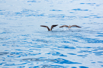 Cory's shearwater (Calonectris diomedea), Cliffs ot the Giants, Tenerife island, Canary islands, Spain, Europe