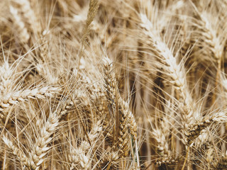 Epis de blé, racèmes ou grappe épillets (Triticum aestivum)