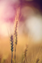 Wheat field. Ears of golden wheat close up