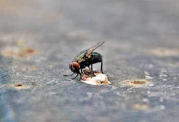 a bite siting down and eating