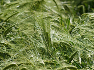Epis de blé non mur couchés par le vent (Triticum aestivum)
