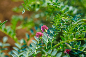 Fresh Green Chickpeas field , Chick peas also known as harbara or harbhara in hindi and Cicer is scientific name,