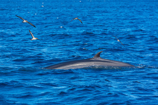 Rorqual, Cliffs ot the Giants, Tenerife island, Canary islands, Spain, Europe