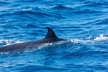 Obraz premium Rorqual, Cliffs ot the Giants, Tenerife island, Canary islands, Spain, Europe