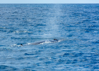 Fototapeta premium Rorqual, Cliffs ot the Giants, Tenerife island, Canary islands, Spain, Europe