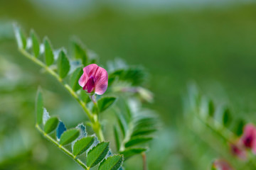 Fresh Green Chickpeas field , Chick peas also known as harbara or harbhara in hindi and Cicer is scientific name,