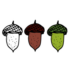 vector image of acorns isolated on white background