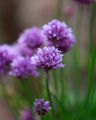 Purple chive flowers Allium schoenoprasum herb blooming in spring garden.