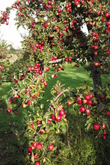 pink apple on the trees with green background