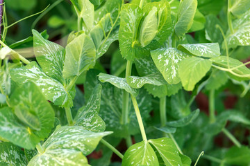 Sugar snap peas Pisum sativum macrocarpon green stems and leaves in the garden.