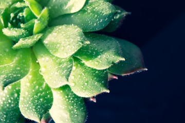 Plant Sempervivum tectorum  flower detail macro close up succulent with water drops and black background