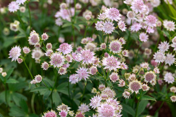 Obraz premium Kwitnąca Astrantia majorwort Rosa Lee w letnim ogrodzie.