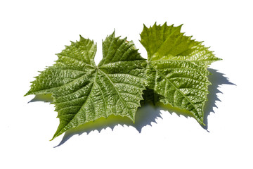 grape vine leaf isolated on white background