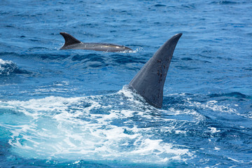 Fototapeta premium Common bottlenose dolphin, Cliffs ot the Giants, Tenerife island, Canary islands, Spain, Europe