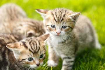 Little tabby kittens playing on the grass.
