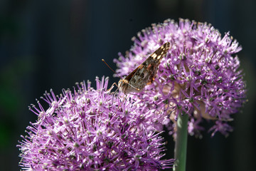 The butterfly collects nectar from a flower of a decorative bulb.