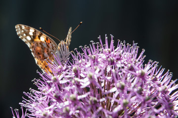 The butterfly collects nectar from a flower of a decorative bulb.