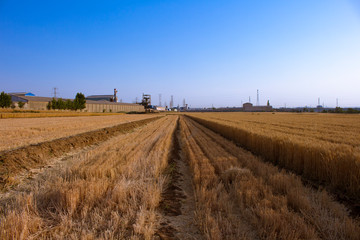 Scenery of partially harvested wheat fields