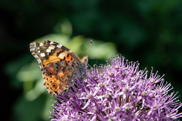 The butterfly collects nectar from a flower of a decorative bulb.