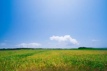 沖縄