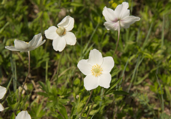 Anemone, a genus of perennial herbaceous flowering plants of the Ranunculaceae family