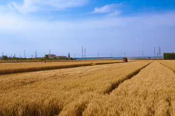 The wheat field being harvested