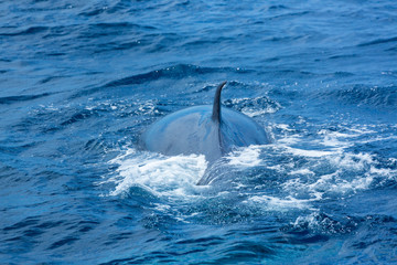 Fototapeta premium Rorqual, Cliffs ot the Giants, Tenerife island, Canary islands, Spain, Europe