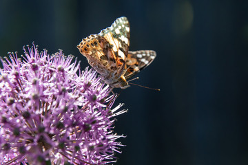 The butterfly collects nectar from a flower of a decorative bulb.