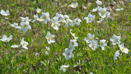 Anemone, a genus of perennial herbaceous flowering plants of the Ranunculaceae family