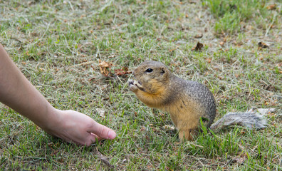 Fototapeta premium feed the gophers on the lawn in the city Park