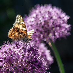 The butterfly collects nectar from a flower of a decorative bulb.