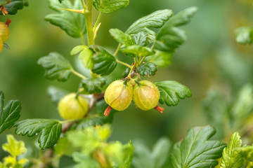 Fototapeta premium ripe fresh green gooseberries on a branch of bush in the garden.