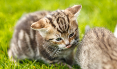 Naklejka na ściany i meble Little tabby kittens playing on the grass.