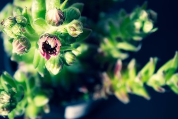 Plant Sempervivum tectorum  flower detail macro close up succulent with water drops and black background