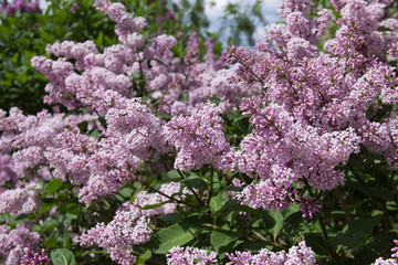 Syringa is a genus of shrubs belonging to the Oleaceae family.