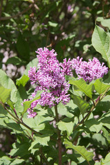 Syringa is a genus of shrubs belonging to the Oleaceae family.