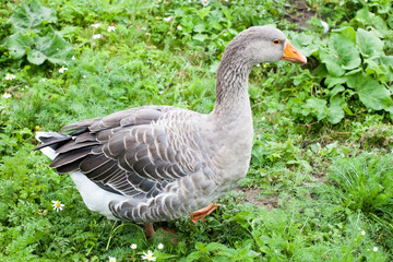 gray fat goose full-size closeup side view walking on outdoor background