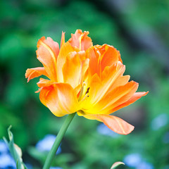 big orange tulip flower closeup view on blurred green outdoor nature background