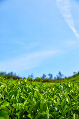 Green Tea Farm in Boseong-gun, South Korea.