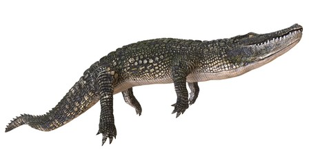 A reference image Alligator isolated on white background 3d illustration