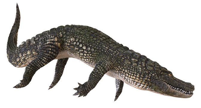 A reference image Alligator isolated on white background 3d illustration