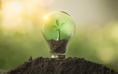 The tree growing on the soil in a light bulb. Creative ideas of earth day or save energy and...