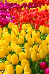  Vertical photo of colorful tulip flowers. The tulips are yellow, red and purple. Beautiful nature. Blooming park, Holland concept © ppohudka