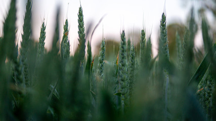 Beautiful green ears on the field. Blurred background and natural horizon.